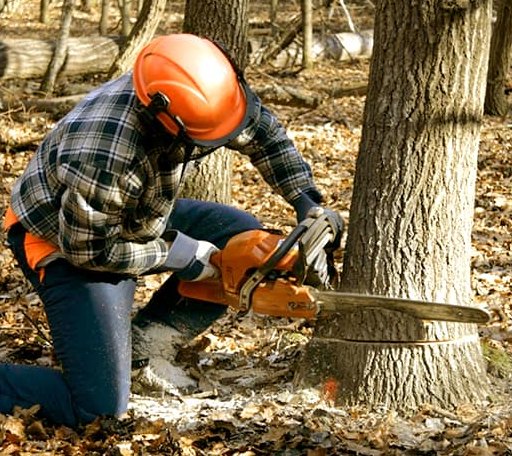 Tree Removal in Manchester, WA